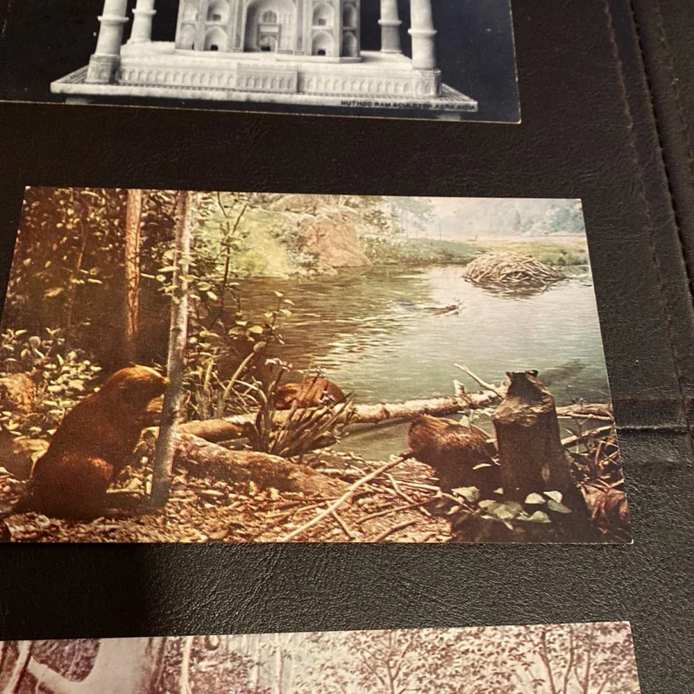 9 Vintage postcards of Chicago. 6 are of the natural history museum circa 1940